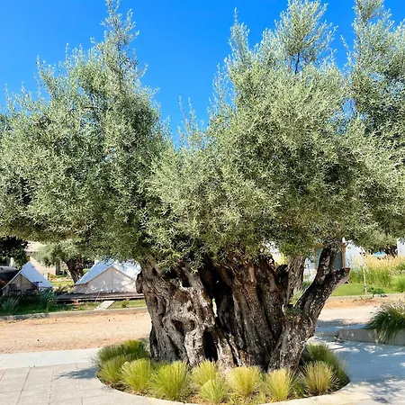 キャンプ場 Nirikos